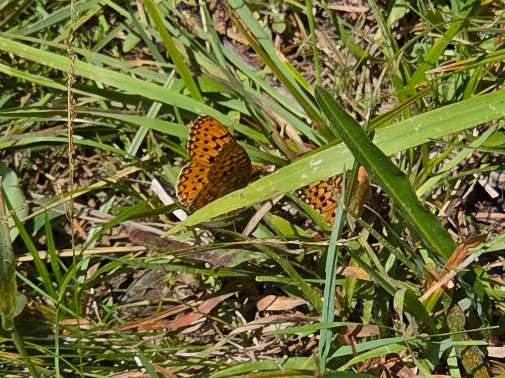 Unmormon-like Mormon Fritillary three-way, Yosemite National Park, Inyo National Forest, August 9, 2025.

More flora and fauna photos:

https://www.inaturalist.org/observations?place_id=any&user_id=dgrimmphd&verifiable=any

#Insect
#Insects
#Nature
#Wildlife
#Butterfly
#Butterflies
#Fritillary
#MormonFritillary
#InyoNationalForest
#YosemiteNationalPark