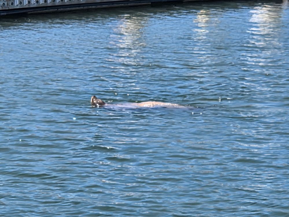 Pacific Harbor Seal, Shelter Island, San Diego, August 31, 2025. More flora and fauna photos: https://www.inaturalist.org/observations?place_id=any&user_id=dgrimmphd&verifiable=any #Mammal #Mammals #Nature #Wildlife #Seal #Seals #PacificHarborSeal #ShelterIsland #SanDiego