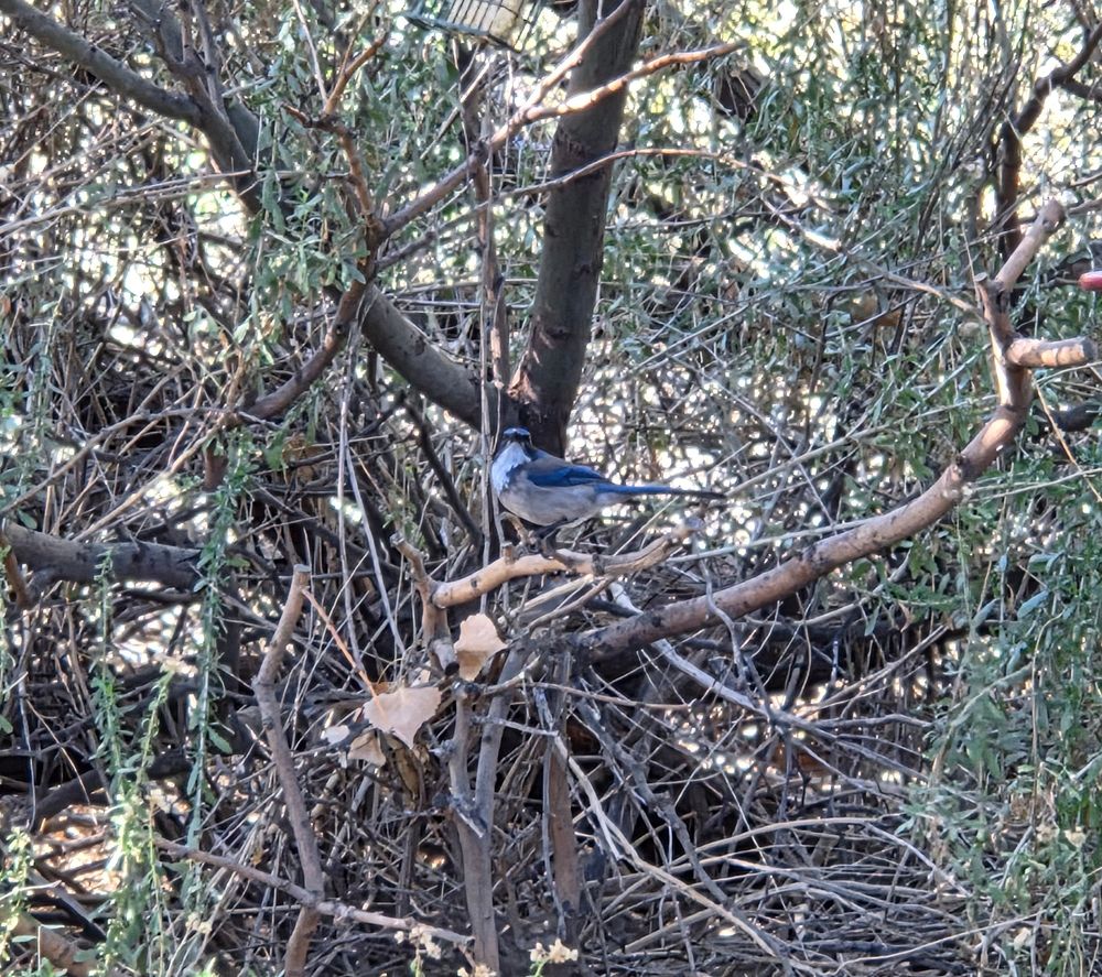 California Scrub Jay, Big Morongo Canyon Preserve, Sand to Snow National Monument, Morongo Valley, November 20, 2025

More flora & photos

https://www.inaturalist.org/observations?place_id=any&user_id=dgrimmphd&verifiable=any

#Bird
#Birds
#Nature
#Wildlife
#BirdsUS
#Jay
#Jays
#CaliforniaScrubJay
#BigMorongoCanyonPreserve
#SandtoSnowNationalMonument