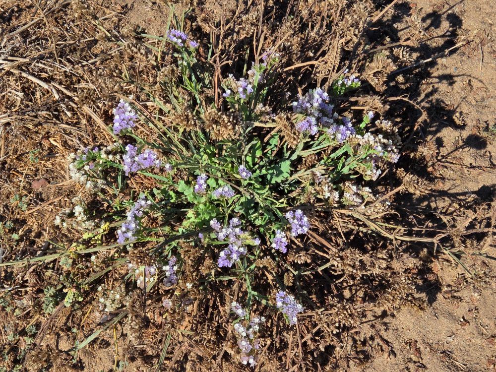 Blue Statice blooming, Sunset Cliffs Coastal Trail, Sunset Cliffs, San Diego, August 29, 2025. More flora and fauna photos: https://www.inaturalist.org/observations?place_id=any&user_id=dgrimmphd&verifiable=any #Flower #Flowers #Nature #BlueStatice #SunsetCliffsCoastalTrail #SunsetCliffs #OceanBeach #SanDiego