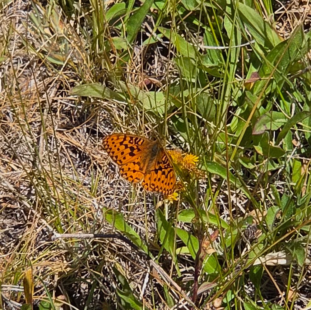 Mormon Fritillary pollinating a Northern Goldenrod, Yosemite National Park, August 9, 2025.

More flora and fauna photos:

https://www.inaturalist.org/observations?place_id=any&user_id=dgrimmphd&verifiable=any

#Insect
#Insects
#Nature
#Wildlife
#Butterfly
#Butterflies
#Fritillary
#MormonFritillary
#InyoNationalForest
#YosemiteNationalPark