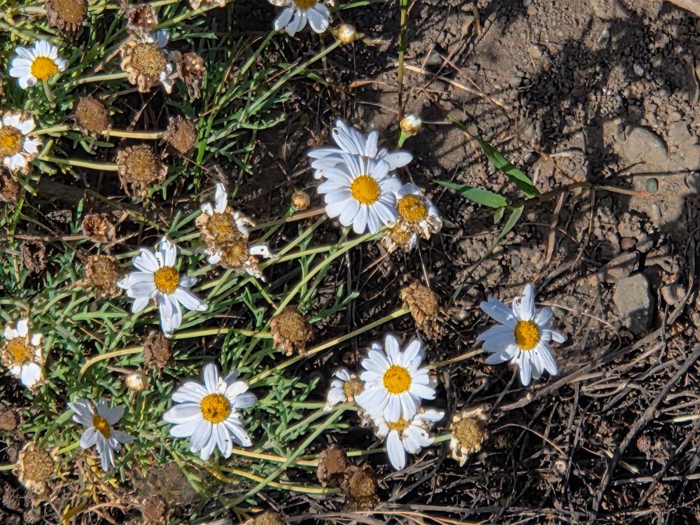 Marguerite Daisy blooming, Moonstone Beach Boardwalk, Hearst San Simeon State Park, Cambria, May 6, 2025.

More flora and fauna photos:

https://www.inaturalist.org/observations?place_id=any&user_id=dgrimmphd&verifiable=any

#Flower
#Flowers
#Nature
#Daisy
#Daisies
#MargueriteDaisy
#MoonstoneBeachBoardwalk
#HearstSanSimeonStatePark