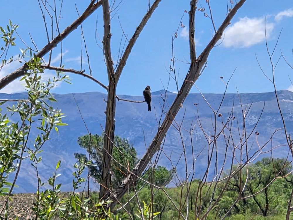 Western Wood-Pewee surveying its domain, Owens Valley, May 14, 2025.

More flora and fauna photos:

https://www.inaturalist.org/observations?place_id=any&user_id=dgrimmphd&verifiable=any

#Bird
#Birds
#Nature
#Wildlife
#Birdsus
#Pewee
#Pewees
#WesternWoodPewee
#Owens lValley
#EasternSierraNevadaMountains