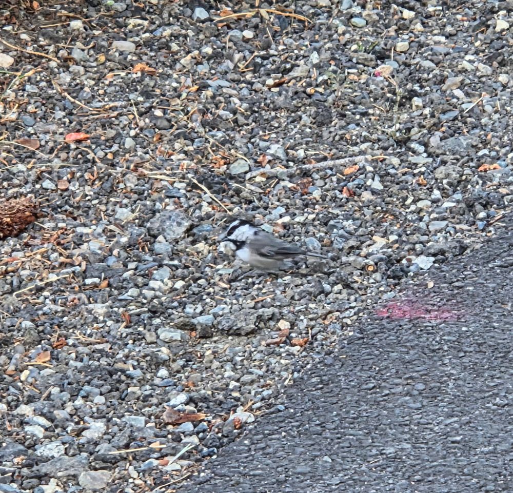 Mountain Chickadee, Mammoth, Mammoth Lakes, Inyo National Forest, August 8, 2025.

More flora and photos:

https://www.inaturalist.org/observations?place_id=any&user_id=dgrimmphd&verifiable=any

#Bird
#Birds
#Nature
#Wildlife
#BirdsUS
#Chickadee
#Chickadees
#MountainChickadee
#MammothCreek
#MammothLakes
#InyoNationalForest