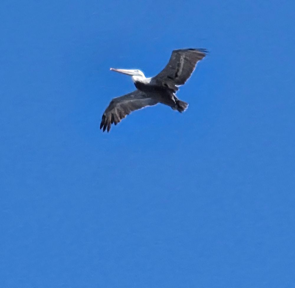 A Brown Pelican flyover, Coastal Trail at Cabrillo National Monument, Point Loma, San Diego, August 31, 2025. More flora and photos: https://www.inaturalist.org/observations?place_id=any&user_id=dgrimmphd&verifiable=any #Bird #Birds #Nature #Wildlife #BirdsUS #Pelican #Pelicans #BrownPelican #CoastalTrail #CabrilloNationalMonument #PointLoma