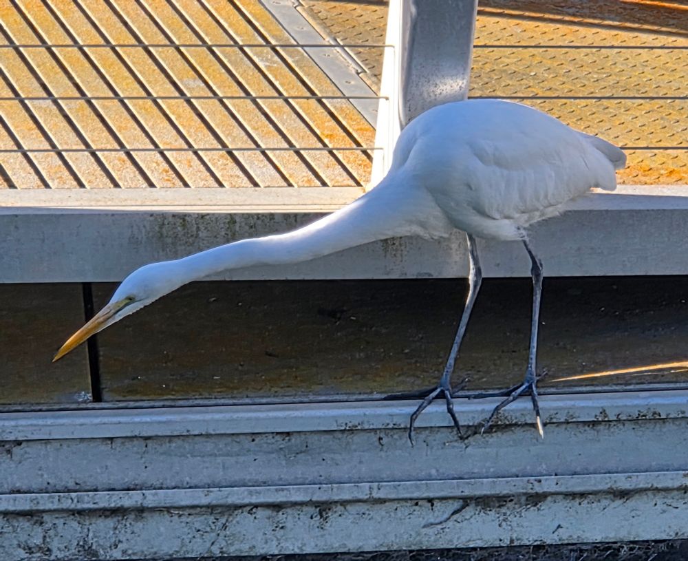 Great Egret, Morro Bay State Marine Recreational Management Area, December 4, 2025.

More flora and photos:

https://www.inaturalist.org/observations?place_id=any&user_id=dgrimmphd&verifiable=any

#Bird
#Birds
#Nature
#Wildlife
#BirdsUS
#Egret
#Egrets
#GreatEgret
#MorroBayStateMarineRecreationalManagementArea
#MorroBayStateMarineReserve