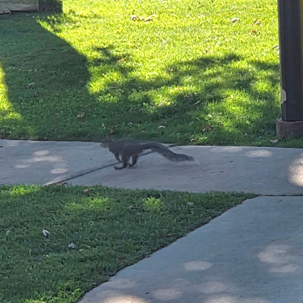 Western Gray Squirrel, Big Bear Lake, San Bernardino National Forest, August 7, 2025.

More flora and fauna photos:

https://www.inaturalist.org/observations?place_id=any&user_id=dgrimmphd&verifiable=any

#Mammal
#Mammals
#Nature
#Wildlife
#Squirrel
#Squirrels
#WesternGraySquirrel
#SanBernardinoNationalForest
#SanBernardinoMountains