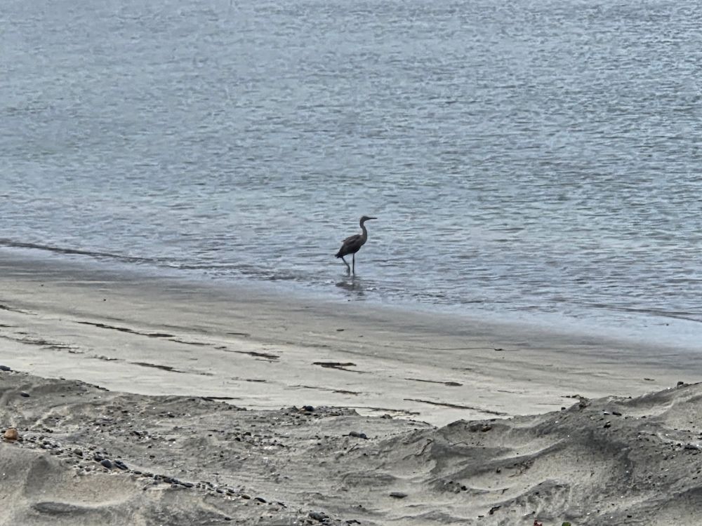Dickey's Egret, a life first for me, Torrey Preserve, Torrey Pines State Beach, August 28, 2025. More flora and photos: https://www.inaturalist.org/observations?place_id=any&user_id=dgrimmphd&verifiable=any #Bird #Birds #Nature #Wildlife #BirdsUS #Egret #Egrets #DickeysEgret #TorreyPreserve #TorreyPines #TorreyPinesStateBeach