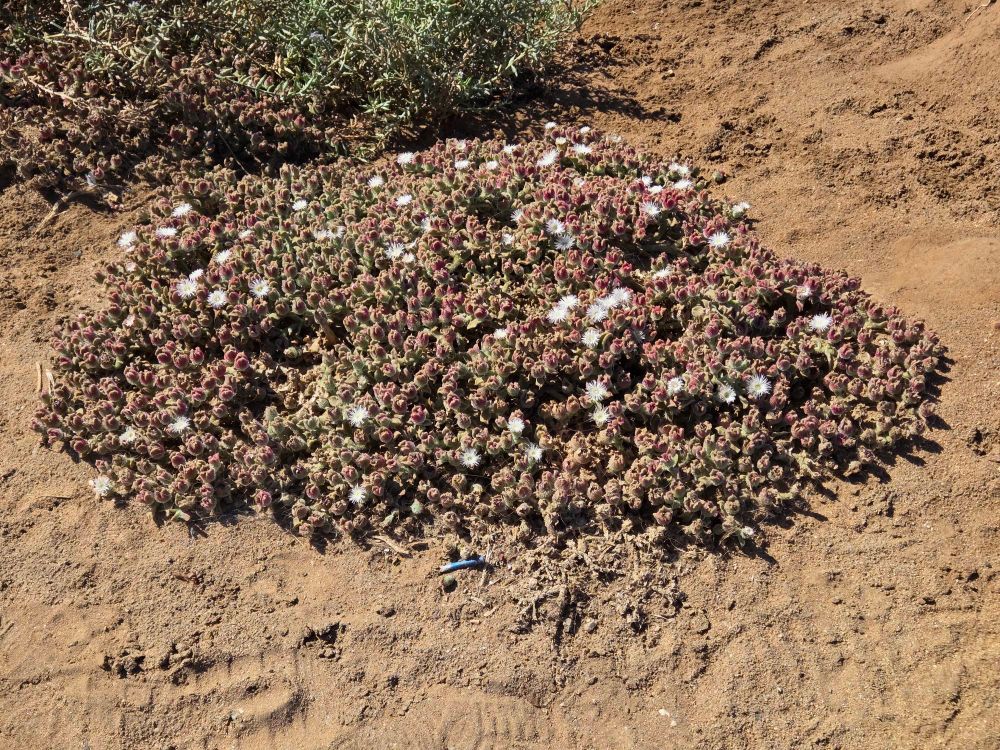 Crystalline Ice Plant blooming, Sunset Cliffs Coastal Trail, Sunset Cliffs, San Diego, August 29, 2025. More flora and fauna photos: https://www.inaturalist.org/observations?place_id=any&user_id=dgrimmphd&verifiable=any #Flower #Flowers #Nature #CrystallineIcePlant #SunsetCliffsCoastalTrail #SunsetCliffs #OceanBeach #SanDiego