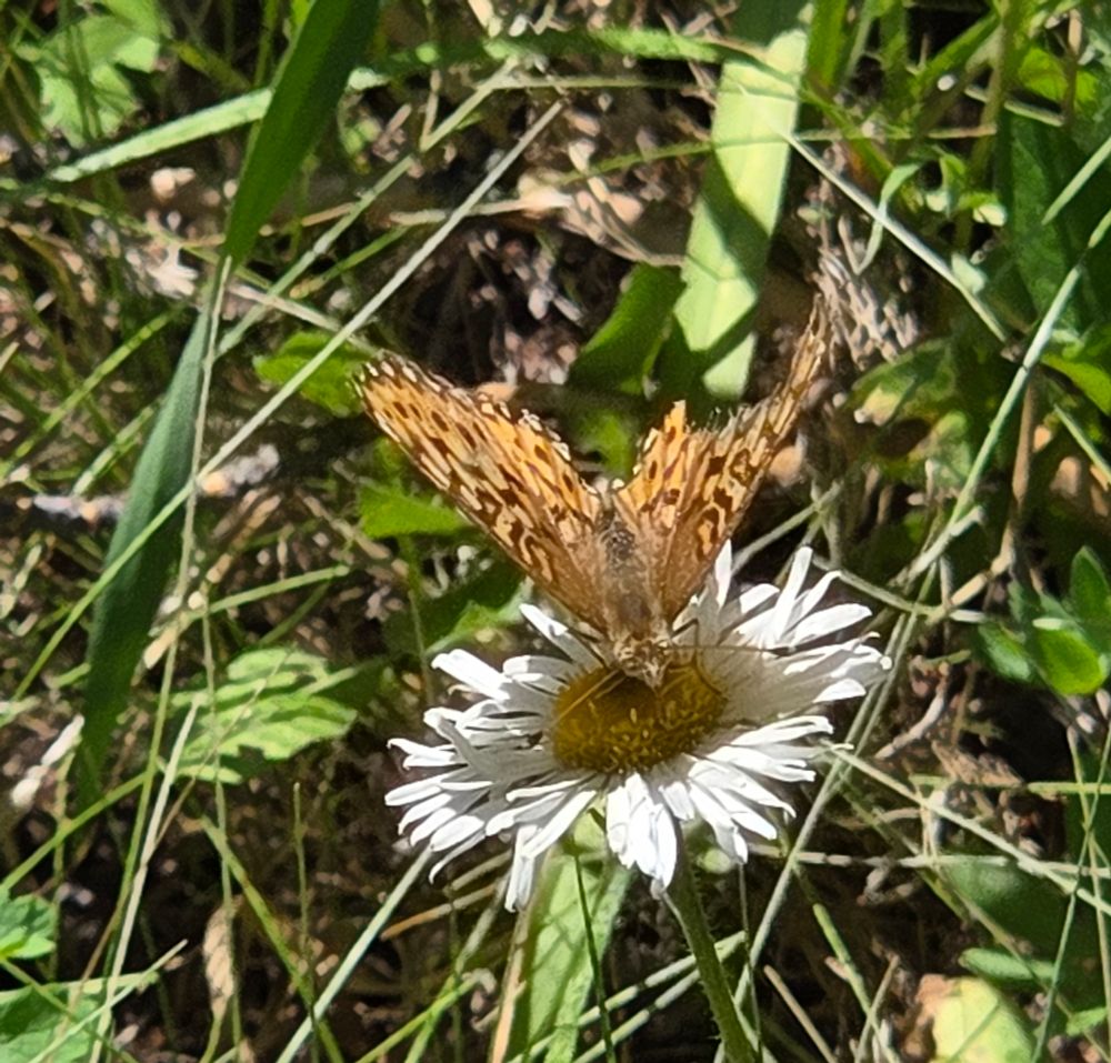 Fritillary pollinating a Coulter's Fleabane, Yosemite National Park, Inyo National Forest, August 9, 2025. More flora & fauna photos: https://www.inaturalist.org/observations?place_id=any&user_id=dgrimmphd&verifiable=any #Insect #Insects #Nature #Wildlife #Butterfly #Butterflies #Fritillary #Fritillaries #YosemiteNationalPark #InyoNationalForest