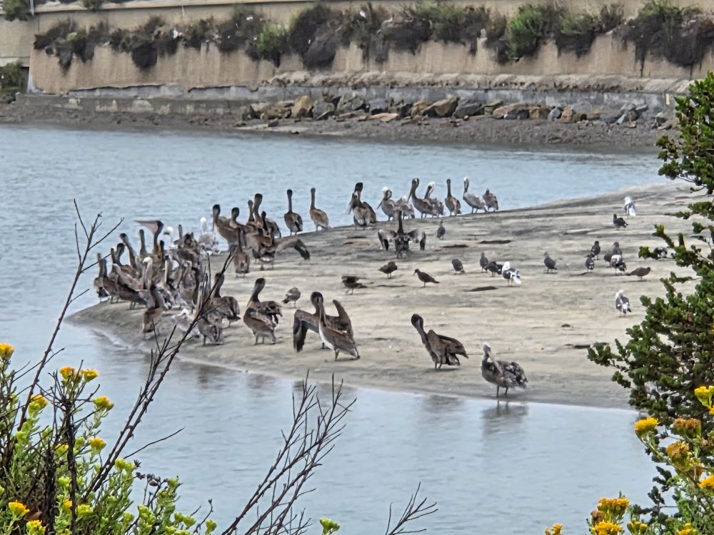 A bevy of Brown Pelicans, Torrey Preserve, Torrey Pines State Beach, Torrey Pines, San Diego, August 28, 2025. More flora and photos: https://www.inaturalist.org/observations?place_id=any&user_id=dgrimmphd&verifiable=any #Bird #Birds #Nature #Wildlife #BirdsUS #Pelican #Pelicans #BrownPelican #TorreyPreserve #TorreyPinesStateBeach #TorreyPines
