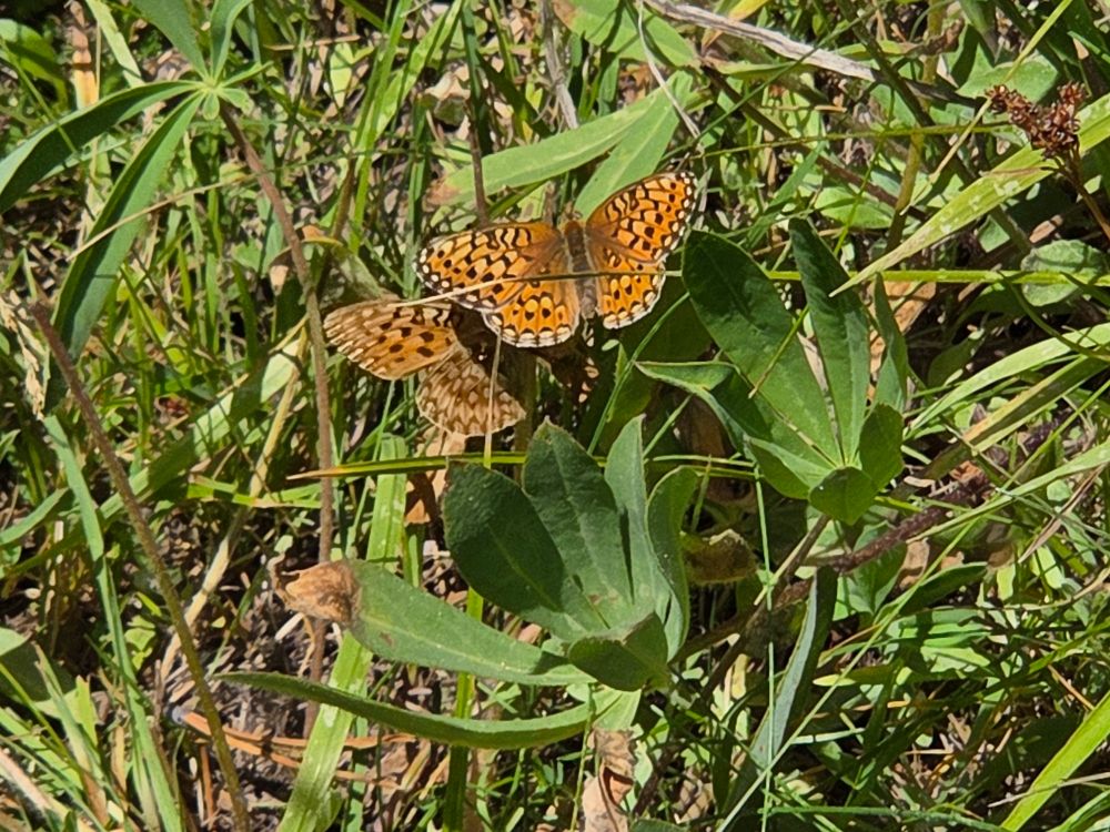 Unmormon-like Mormon Fritillary three-way, Yosemite National Park, Inyo National Forest, August 9, 2025.

More flora and fauna photos:

https://www.inaturalist.org/observations?place_id=any&user_id=dgrimmphd&verifiable=any

#Insect
#Insects
#Nature
#Wildlife
#Butterfly
#Butterflies
#Fritillary
#MormonFritillary
#InyoNationalForest
#YosemiteNationalPark