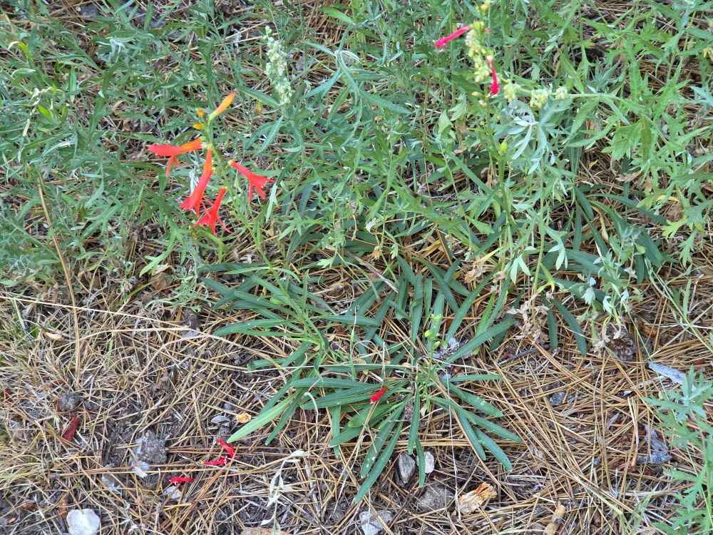 Bridges' Penstemon budding and blooming, Aspen Glen Picnic Area, San Bernardino National Forest, August 7, 2025.

More flora & fauna photos:

https://www.inaturalist.org/observations?place_id=any&user_id=dgrimmphd&verifiable=any

#Flower
#Flowers
#Nature
#Penstemon
#Penstemons
#BridgesPenstemon
#AspenGlenPicnicArea
#SanBernardinoNationalForest