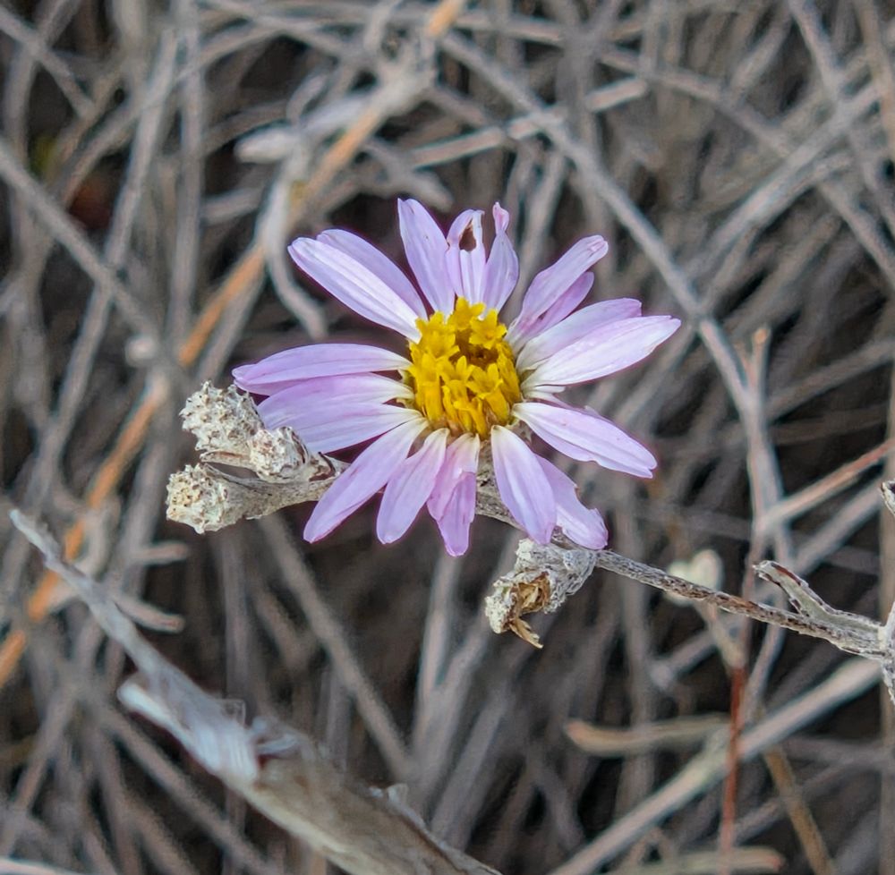 California Aster budding and blooming, Torrey Preserve, Torrey Pines State Beach, Torrey Pines, La Jolla, August 28, 2025. More flora and fauna photos: https://www.inaturalist.org/observations?place_id=any&user_id=dgrimmphd&verifiable=any #Flower #Flowers #Nature #Aster #Asters #CaliforniaAster #TorreyPreserve #TorreyPinesStateBeach #LaJolla
