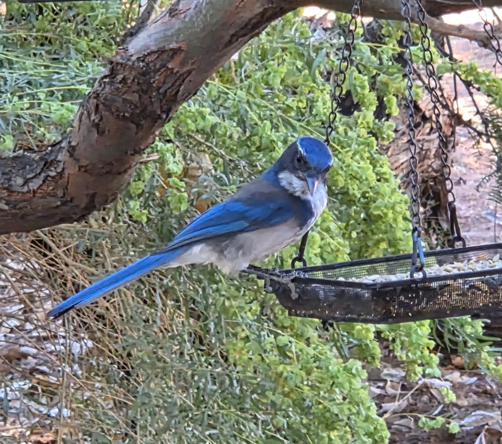 California Scrub Jay at the feeder, Big Morongo Canyon Preserve, Sand to Snow National Monument, November 6, 2025.

More flora and photos:

https://www.inaturalist.org/observations?place_id=any&user_id=dgrimmphd&verifiable=any

#Bird
#Birds
#Nature
#Wildlife
#BirdsUS
#Jay
#Jays
#CaliforniaScrubJay
#BigMorongoCanyonPreserve
#SandtoSnowNationalMonument