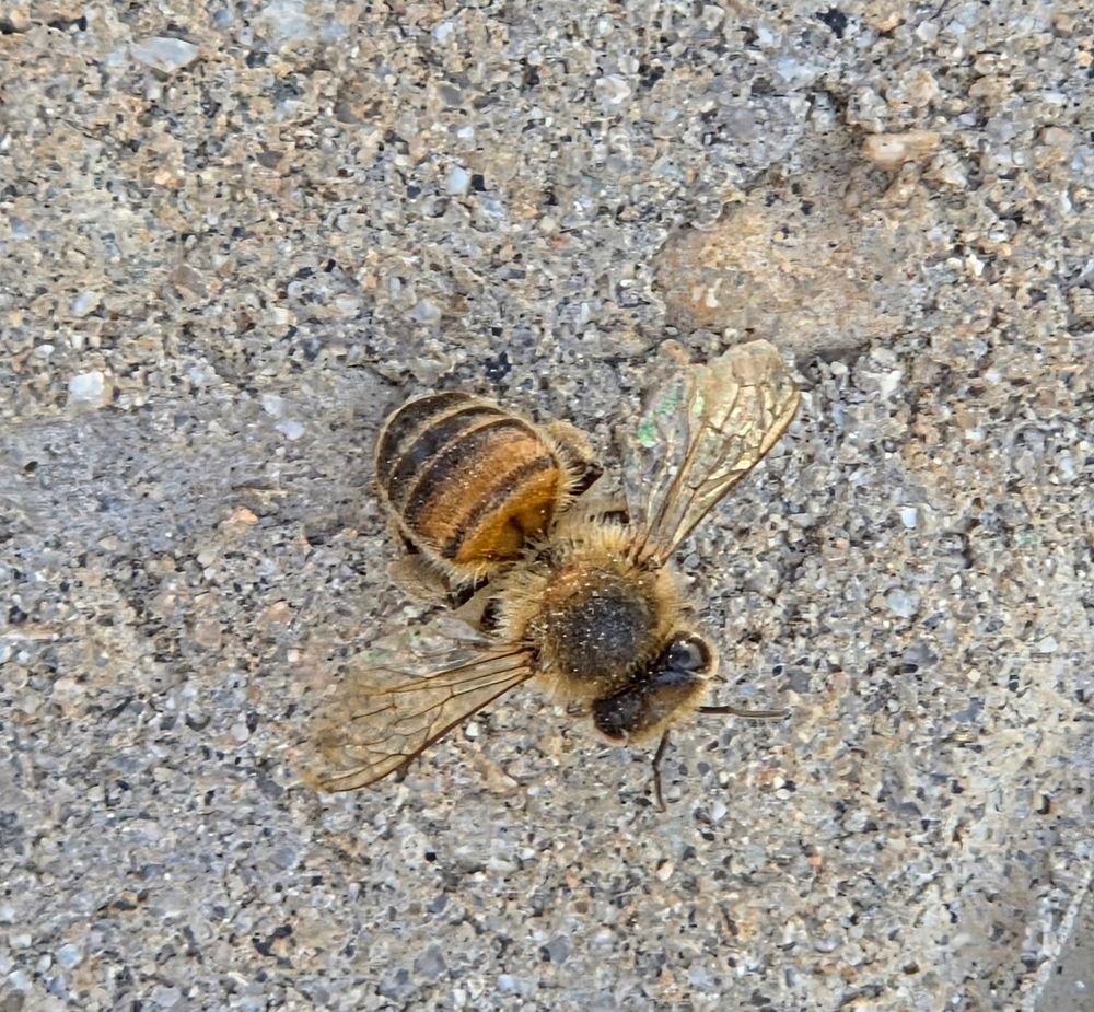 Western Honey Bee, Historic Villa Roma, Palm Springs, September 5, 2025. More flora & fauna photos: https://www.inaturalist.org/observations?place_id=any&user_id=dgrimmphd&verifiable=any #Insect #Insects #Nature #Wildlife #Bee #Bees #WesternHoneyBee #PalmSprings