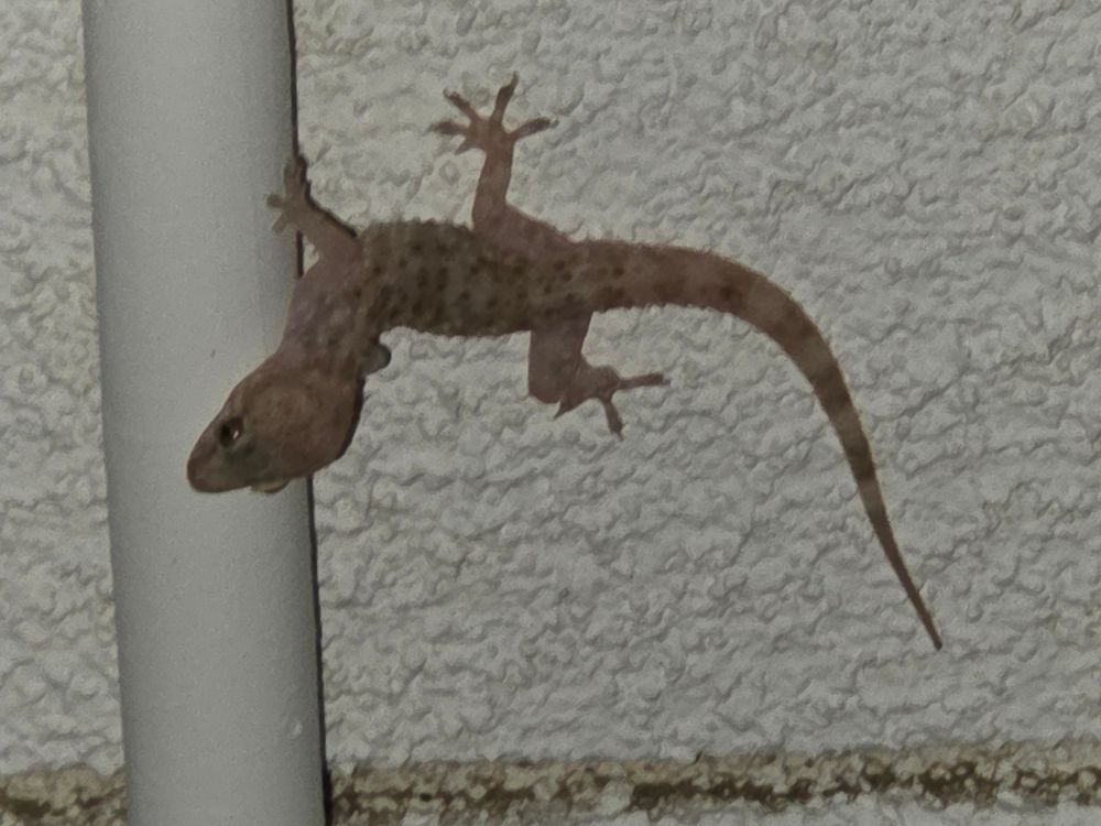 Mediterranean Gecko, Historic Villa Roma, Palm Springs, July 17, 2025. More flora and fauna photos: https://www.inaturalist.org/observations?place_id=any&user_id=dgrimmphd&verifiable=any #Reptile #Reptiles #Nature #Wildlife #Lizard #Lizards #Gecko #Geckos #MediterraneanGecko #PalmSprings