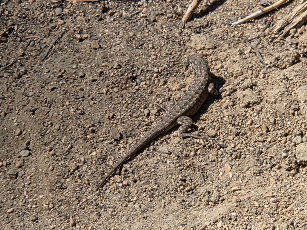 Southern Sagebrush Lizard, Cabin Trail, Big Bear Lake, San Bernardino National Forest, August 7, 2025.

More flora & fauna photos:

https://www.inaturalist.org/observations?place_id=any&user_id=dgrimmphd&verifiable=any

#Reptile
#Reptiles
#Nature
#Wildlife
#Lizard
#Lizards
#SouthernSagebrushLizard
#SanBernardinoNationalForest
#SanBernardinoMountains