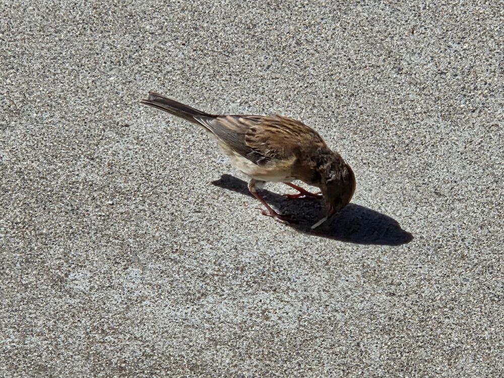 Dark-eyed Junco looking for a late lunch, The Lodge at Torrey Pines, La Jolla, San Diego, August 31, 2025. More flora and photos: https://www.inaturalist.org/observations?place_id=any&user_id=dgrimmphd&verifiable=any #Bird #Birds #Nature #Wildlife #BirdsUS #Junco #Juncos #DarkeyedJunco #TheLodgeatTorreyPines #TorreyPines #LaJolla #SanDiego