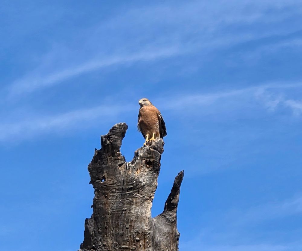 Red-shouldered Hawk, Big Morongo Canyon Preserve, Sand to Snow National Monument, Morongo Valley, November 20, 2025

More flora & photos

https://www.inaturalist.org/observations?place_id=any&user_id=dgrimmphd&verifiable=any

#Bird
#Birds
#Nature
#Wildlife
#BirdsUS
#Hawk
#Hawks
#RedshoulderedHawk
#BigMorongoCanyonPreserve
#SandtoSnowNationalMonument