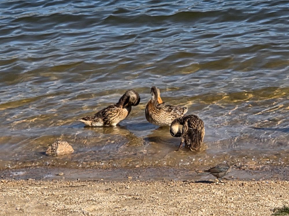 Mallards quacking up, Stanfield Marsh Wildlife and Waterfowl Preserve, August 2, 2025.

More flora and photos:

https://www.inaturalist.org/observations?place_id=any&user_id=dgrimmphd&verifiable=any

#Bird
#Birds
#Nature
#Wildlife
#BirdsUS
#Mallard
#Mallards
#StanfieldMarshWildlifeandWaterfowlPreserve
#SanBernardinoNationalForest