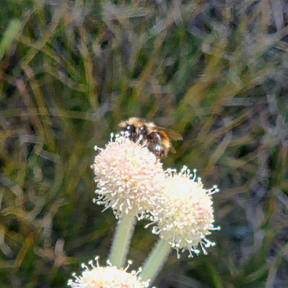 Forest Bumble Bee pollinating a Rangers Buttons, Yosemite National Park, Inyo National Forest, August 9, 2025.

More flora and fauna photos:

https://www.inaturalist.org/observations?place_id=any&user_id=dgrimmphd&verifiable=any

#Insect
#Insects
#Nature
#Wildlife
#Bee
#Bees
#ForestBumbleBee
#InyoNationalForest
#YosemiteNationalPark