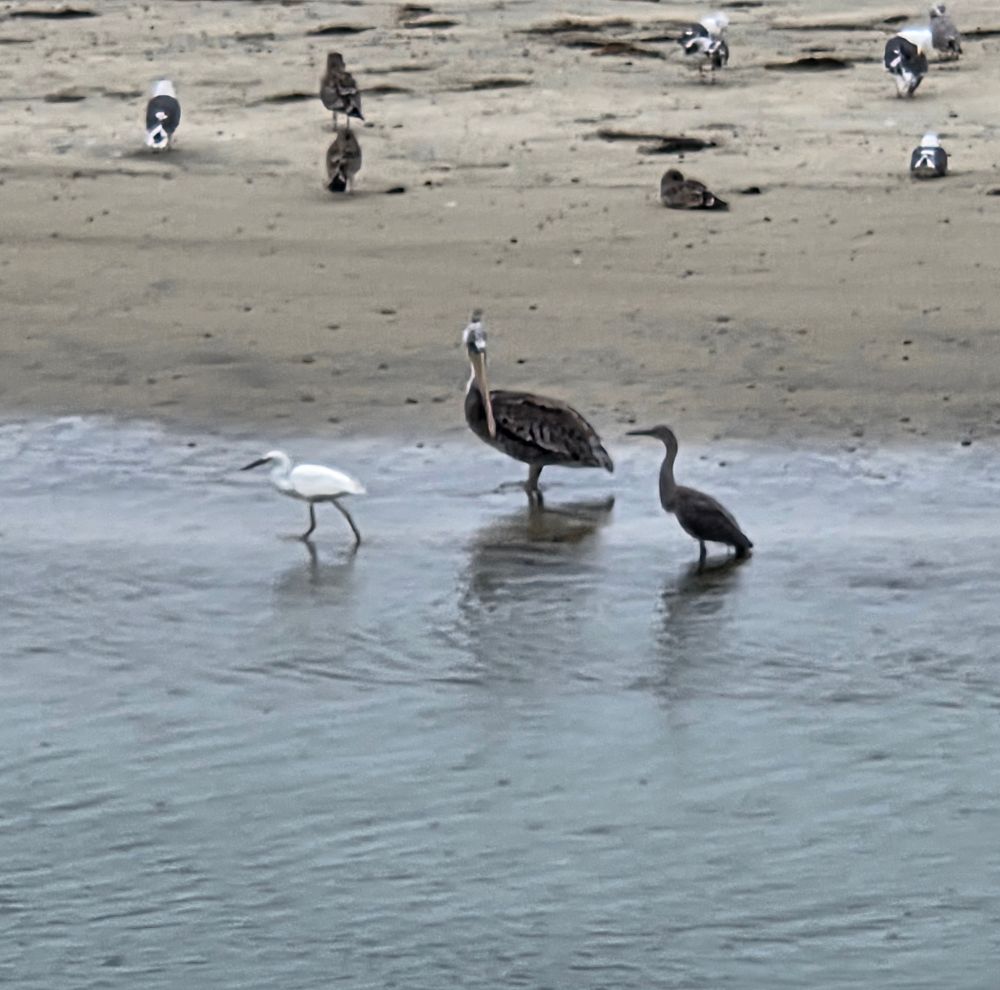 Snowy Egret, Brown Pelican and Dickey's Egret, Torrey Preserve, Torrey Pines State Beach, August 28, 2025. More flora and photos: https://www.inaturalist.org/observations?place_id=any&user_id=dgrimmphd&verifiable=any #Bird #Birds #Nature #Wildlife #BirdsUS #SnowyEgret #BrownPelican #DickeysEgret #TorreyPreserve #TorreyPinesStateBeach #SanDiego