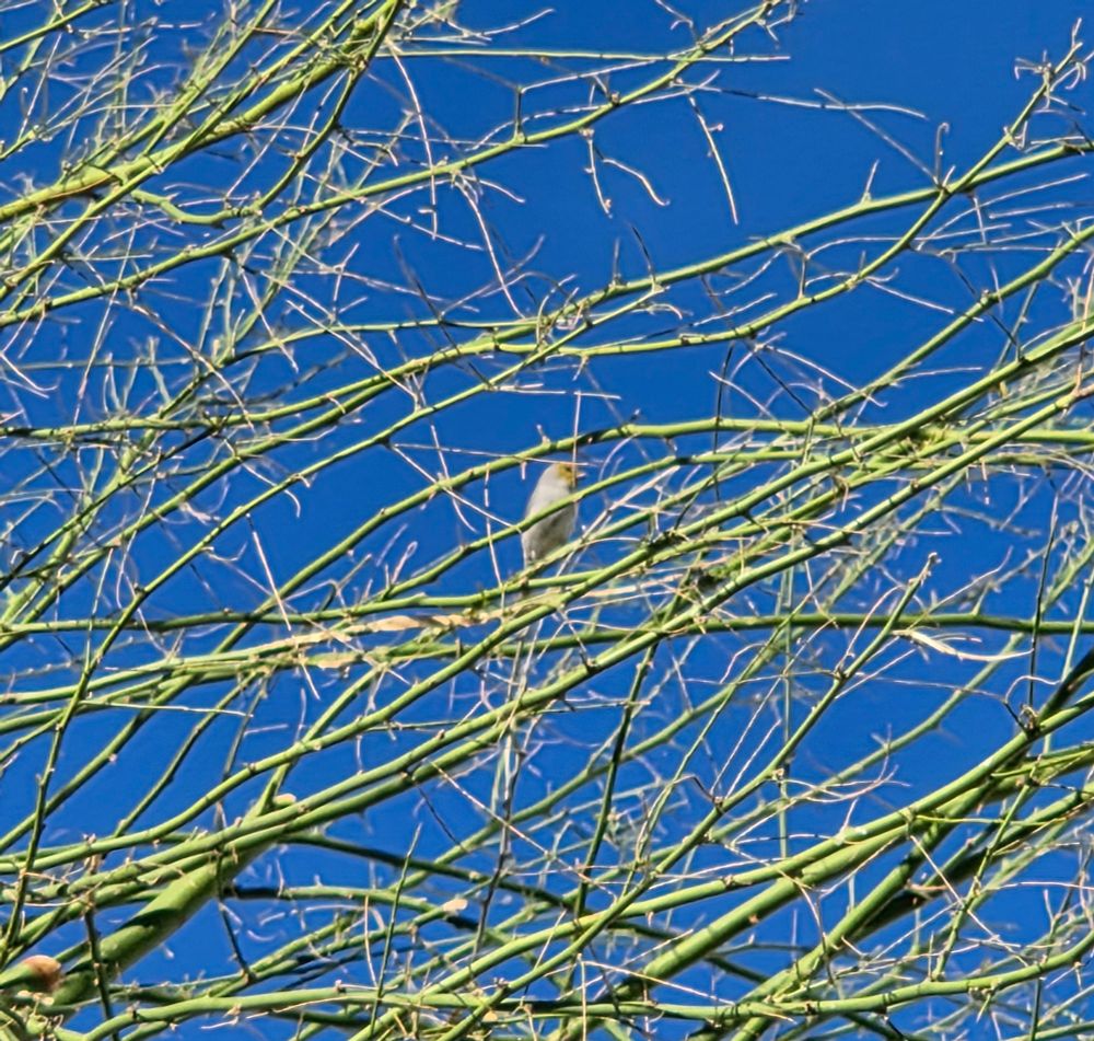 Verdin in the Palo Verde, Historic Villa Roma, Palm Springs, November 9, 2025.

More flora and photos:

https://www.inaturalist.org/observations?place_id=any&user_id=dgrimmphd&verifiable=any

#Bird
#Birds
#Nature
#Wildlife
#BirdsUS
#Verdin
#Verdins
#PalmSprings
