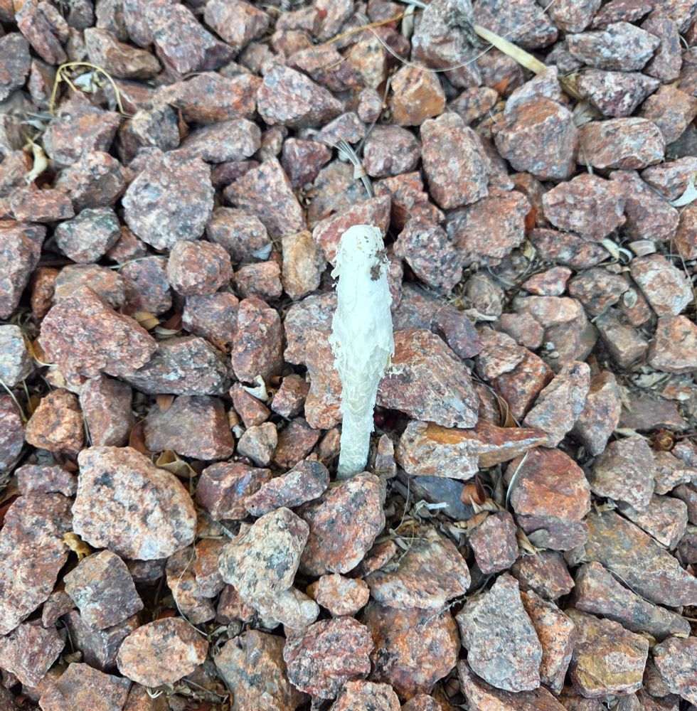 Desert Shaggymane, Historic Indian Canyons, Palm Springs, September 8, 2025.

More flora and fauna photos:

https://www.inaturalist.org/observations?place_id=any&user_id=dgrimmphd&verifiable=any

#Mushroom
#Mushrooms
#Nature
#DesertShaggymane
#PalmSprings