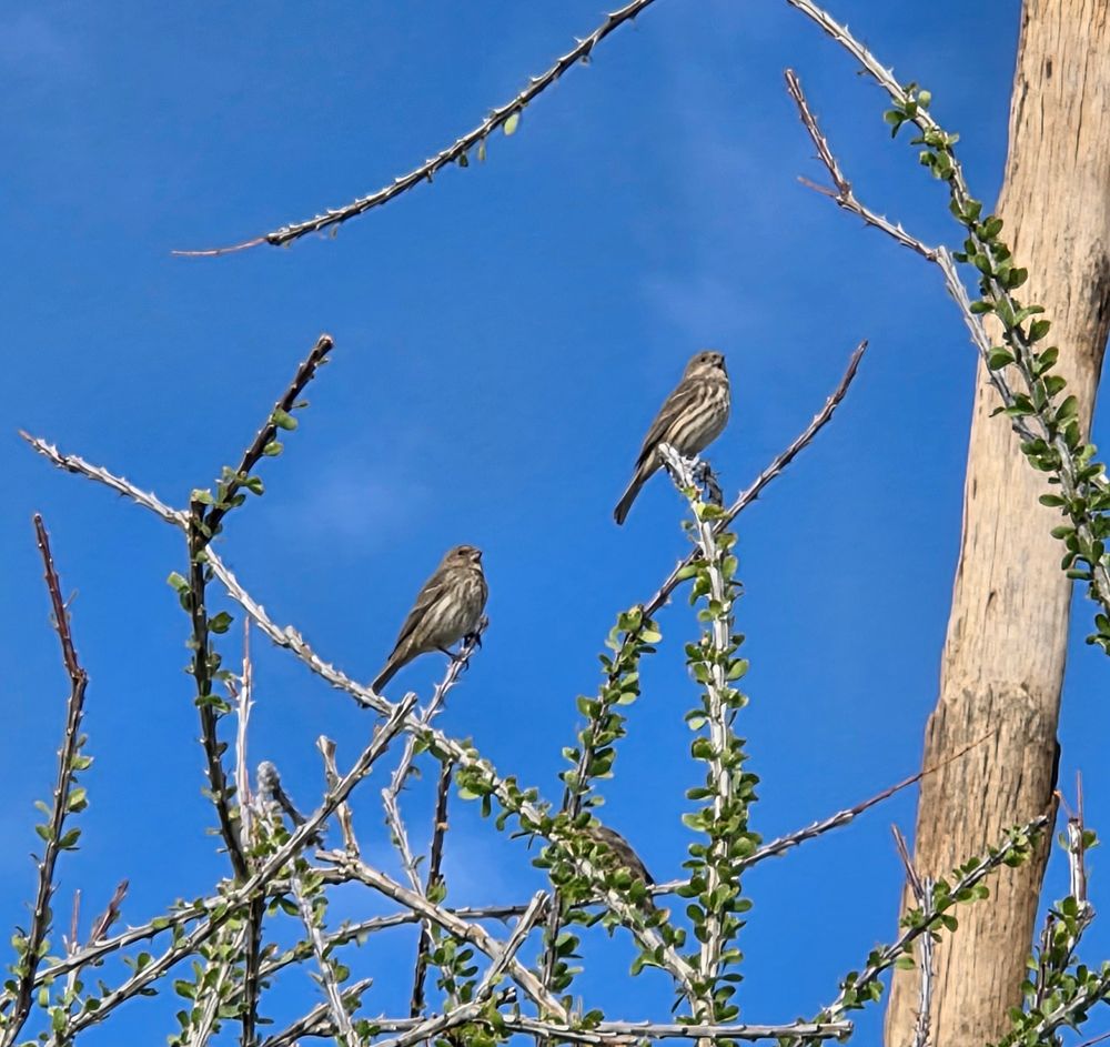 House Finches, Historic Indian Canyons Neighborhood, Palm Springs, November 18, 2025.

More flora and photos:

https://www.inaturalist.org/observations?place_id=any&user_id=dgrimmphd&verifiable=any

#Bird
#Birds
#Nature
#Wildlife
#BirdsUS
#Finch
#Finches
#HouseFinch
#PalmSprings
#CoachellaValley