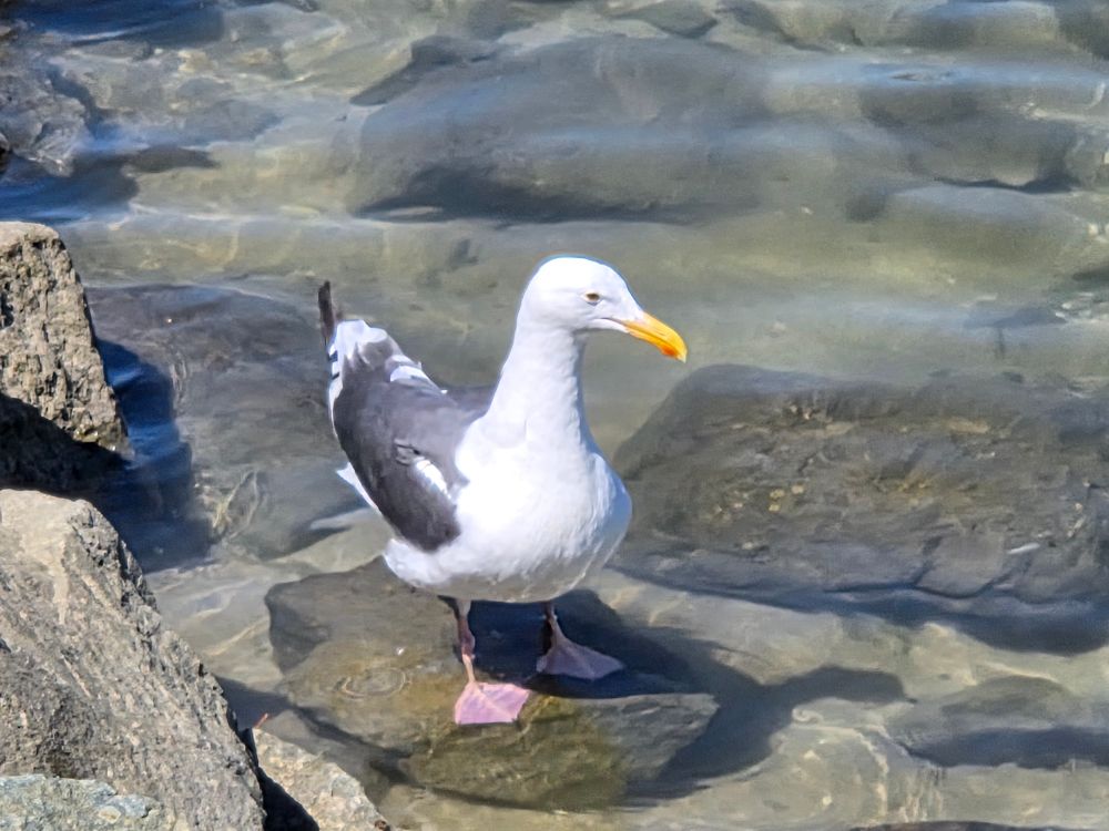 Western Gull, Shelter Island, San Diego, August 31, 2025. More flora and photos: https://www.inaturalist.org/observations?place_id=any&user_id=dgrimmphd&verifiable=any #Bird #Birds #Nature #Wildlife #BirdsUS #Gull #Gulls #WesternGull #ShelterIsland #SanDiego