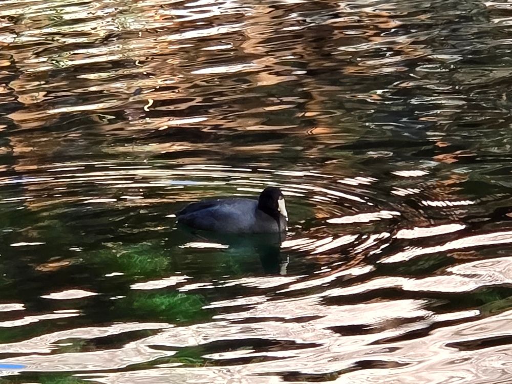 American Coot, Whitewater Canyon Preserve, Whitewater Conservation Area, San Bernardino Mountains, November 2, 2025.

More flora and photos:

https://www.inaturalist.org/observations?place_id=any&user_id=dgrimmphd&verifiable=any

#Bird
#Birds
#Nature
#Wildlife
#BirdsUS
#Coot
#Coots
#AmericanCoot
#WhitewaterPreserve
#WhitewaterConservationArea