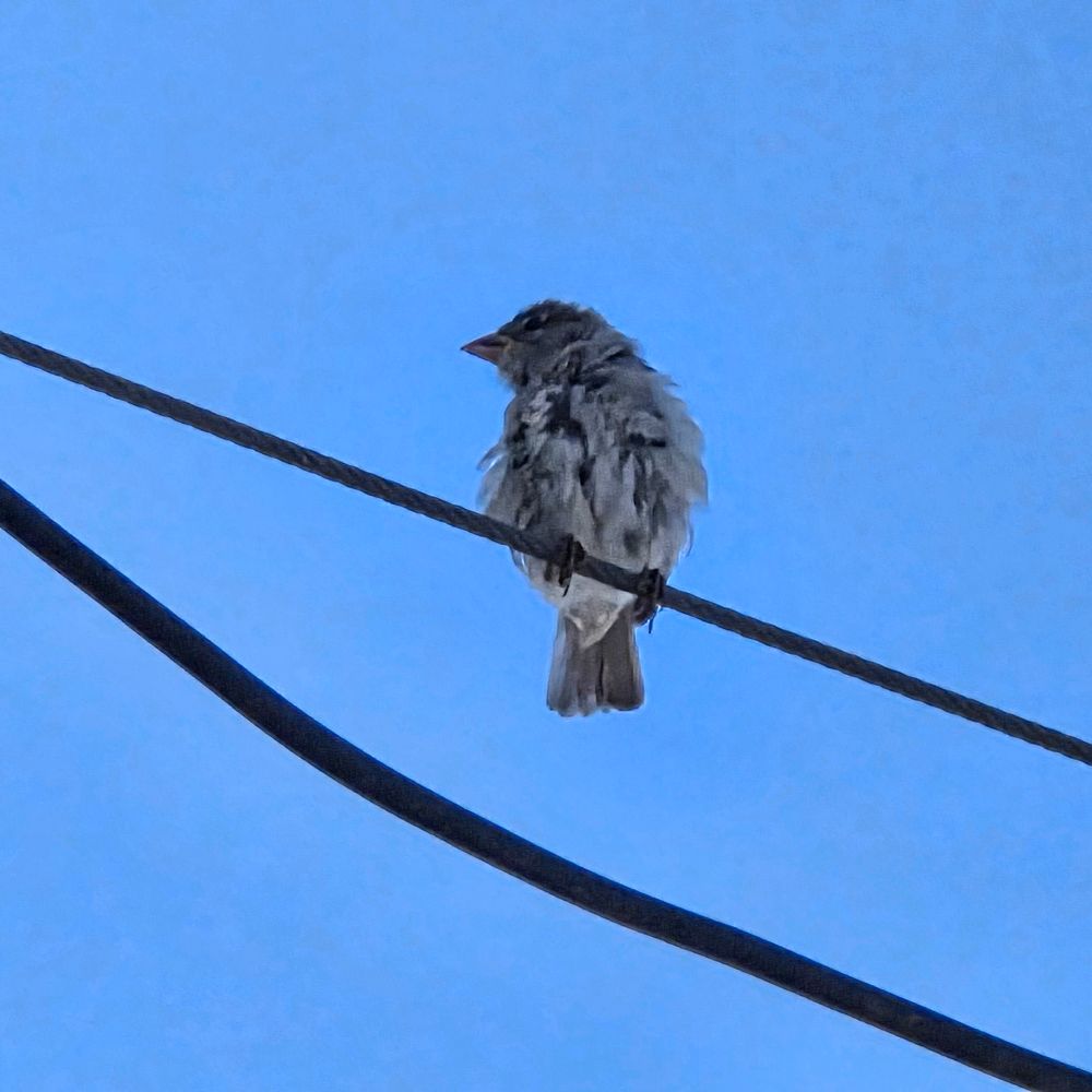 House Sparrow, Shelter Island, San Diego, August 31, 2025. More flora and photos: https://www.inaturalist.org/observations?place_id=any&user_id=dgrimmphd&verifiable=any #Bird #Birds #Nature #Wildlife #BirdsUS #Sparrow #Sparrows #HouseSparrow #ShelterIsland #SanDiego