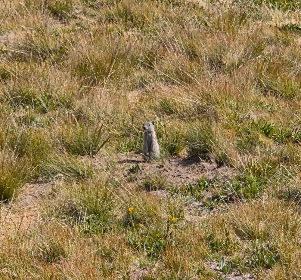 Belding's Ground Squirrel, Yosemite National Park, Inyo National Forest, August 9, 2025.

More flora and fauna photos:

https://www.inaturalist.org/observations?place_id=any&user_id=dgrimmphd&verifiable=any

#Mammal
#Mammals
#Nature
#Wildlife
#Squirrel
#Squirrels
#BeldingsGroundSquirrel
#InyoNationalForest
#YosemiteNationalPark