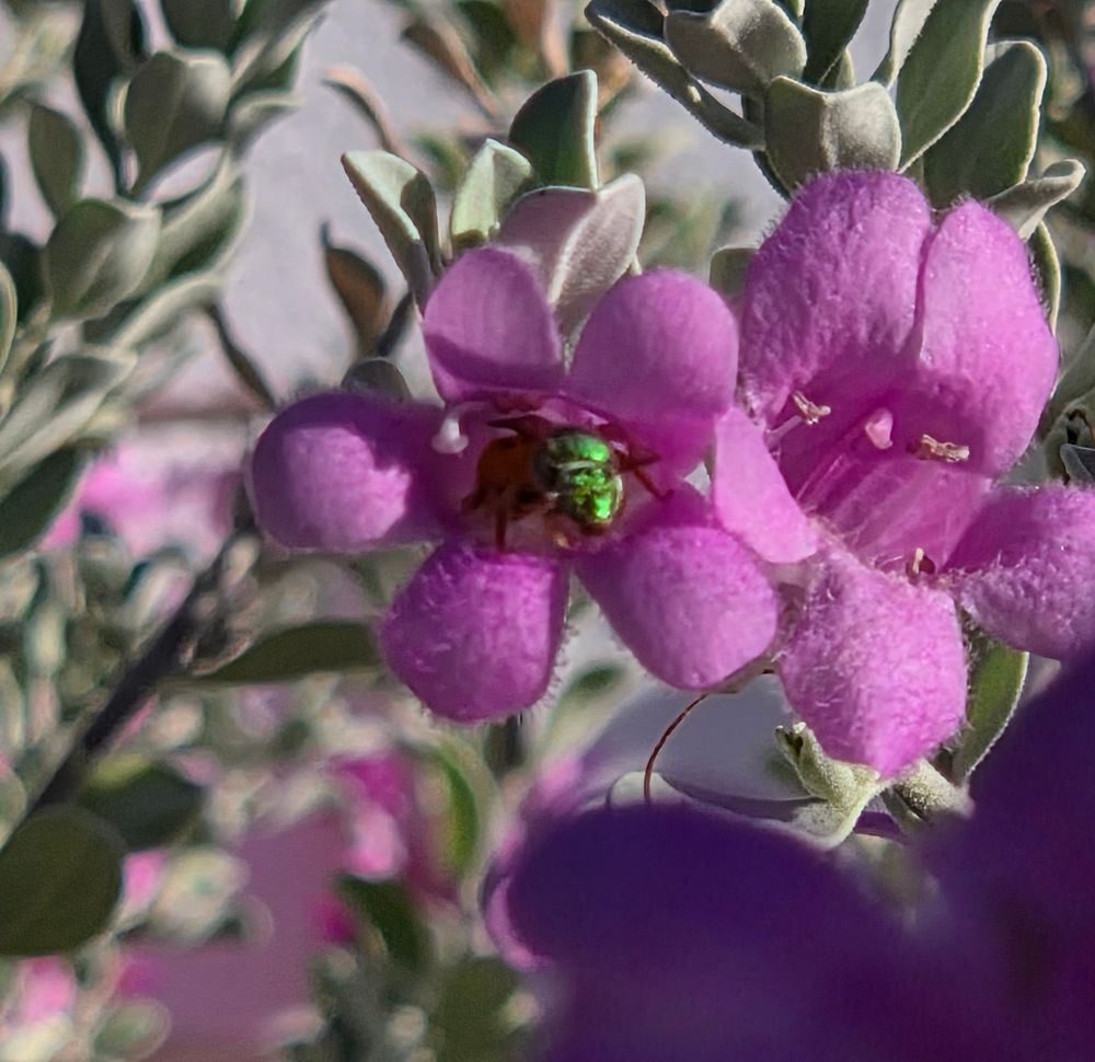 Honey-tailed Striped Sweat Bee pollinating a Cenizio, Historic Villa Roma, Palm Springs, October 2, 2025.

More flora and fauna photos:

https://www.inaturalist.org/observations?place_id=any&user_id=dgrimmphd&verifiable=any

#Insect
#Insects
#Nature
#Wildlife
#Bee
#Bees
#HoneytailedStripedSweatBee
#PalmSprings