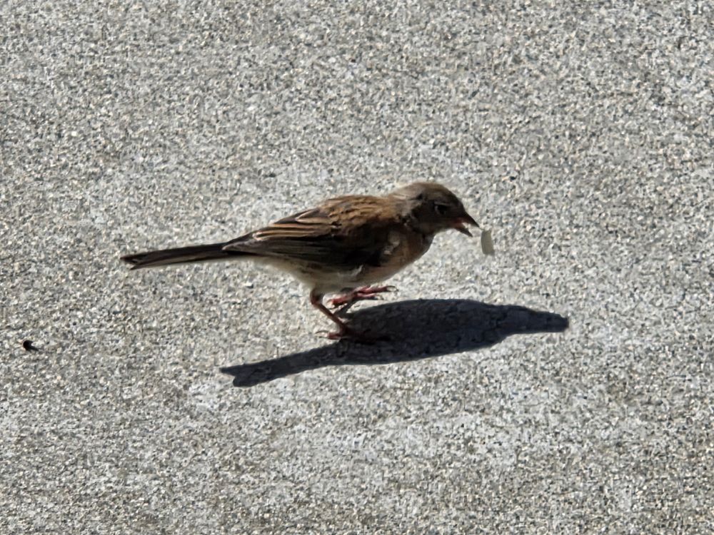 Dark-eyed Junco looking for a late lunch, The Lodge at Torrey Pines, La Jolla, San Diego, August 31, 2025. More flora and photos: https://www.inaturalist.org/observations?place_id=any&user_id=dgrimmphd&verifiable=any #Bird #Birds #Nature #Wildlife #BirdsUS #Junco #Juncos #DarkeyedJunco #TheLodgeatTorreyPines #TorreyPines #LaJolla #SanDiego