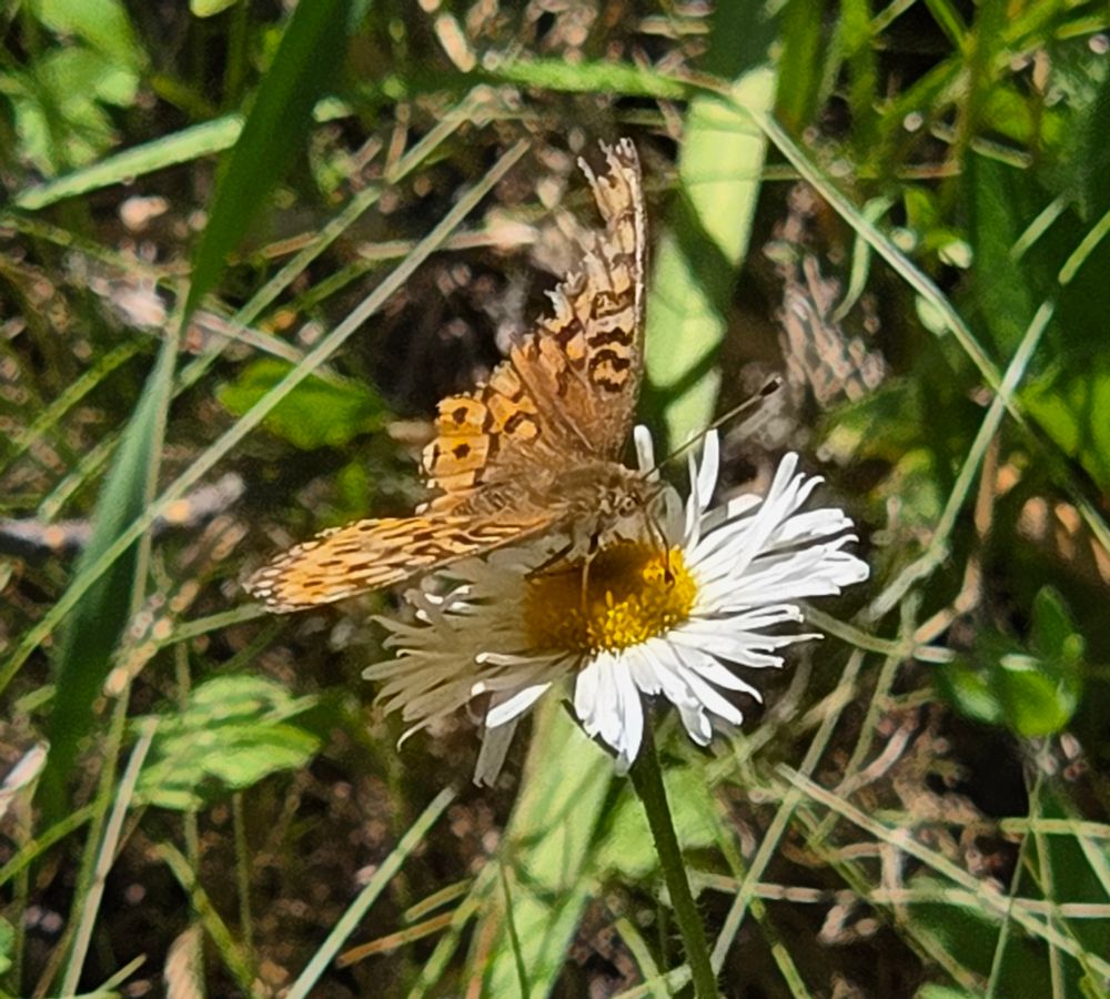Fritillary pollinating a Coulter's Fleabane, Yosemite National Park, Inyo National Forest, August 9, 2025. More flora & fauna photos: https://www.inaturalist.org/observations?place_id=any&user_id=dgrimmphd&verifiable=any #Insect #Insects #Nature #Wildlife #Butterfly #Butterflies #Fritillary #Fritillaries #YosemiteNationalPark #InyoNationalForest