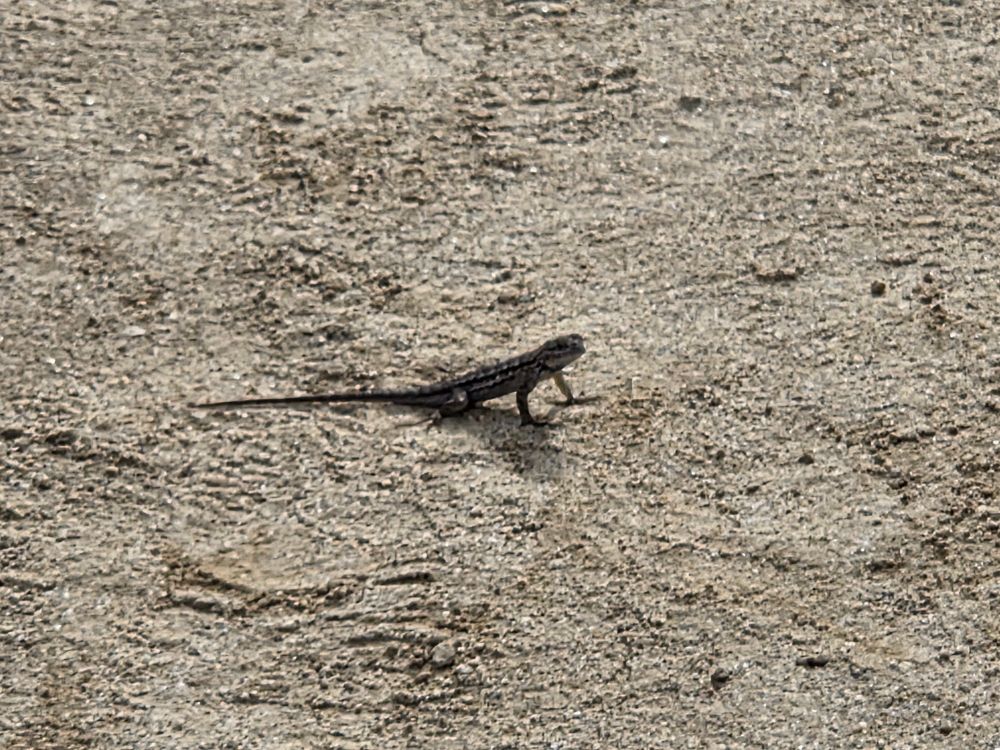 Western Fence Lizard, Torrey Preserve, Torrey Pines State Beach, Torrey Pines, La Jolla, August 28, 2025. More flora and fauna photos: https://www.inaturalist.org/observations?place_id=any&user_id=dgrimmphd&verifiable=any #Reptile #Reptiles #Nature #Wildlife #Lizard #Lizards #WesternFenceLizard #TorreyPreserve #TorreyPinesStateBeach #TorreyPines