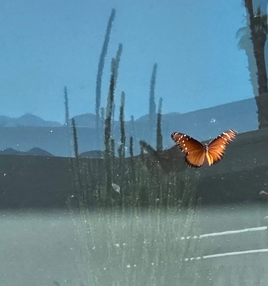 Queen flitting about, Historic Villa Roma, Palm Springs, October 3, 2025.

More flora and fauna photos:

https://www.inaturalist.org/observations?place_id=any&user_id=dgrimmphd&verifiable=any

#Insect
#Insects
#Nature
#Wildlife
#Butterfly
#Butterflies
#Queen
#Queens
#PalmSprings