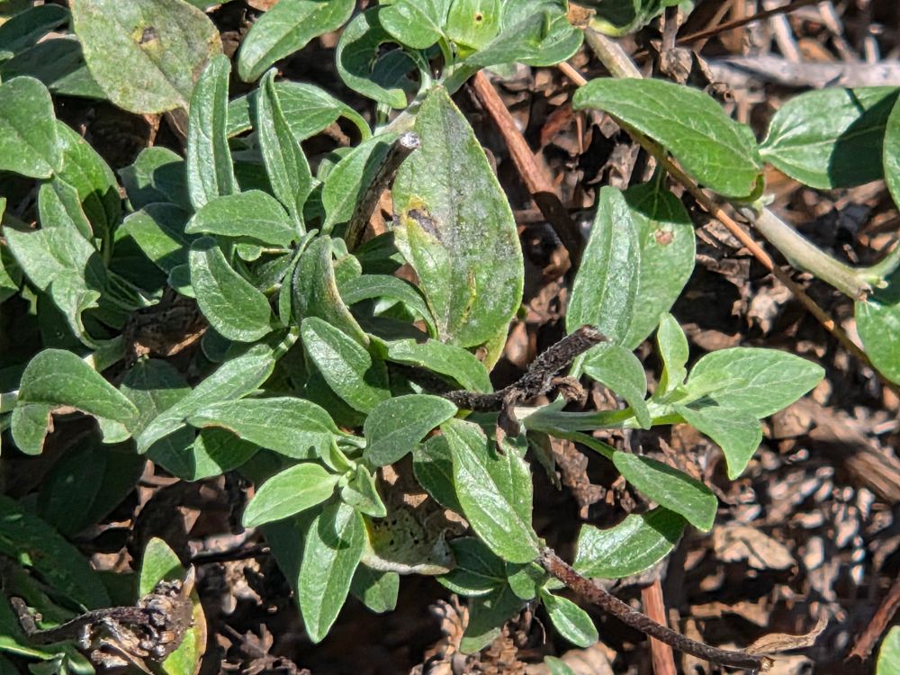 California Brittlebush blooming, Cabrillo National Monument, Point Loma, San Diego, August 31, 2025. More flora and fauna photos: https://www.inaturalist.org/observations?place_id=any&user_id=dgrimmphd&verifiable=any #Flower #Flowers #Nature #Brittlebush #Brittlebushes #CaliforniaBrittlebush #CoastalTrail #CabrilloNationalMonument #SanDiego