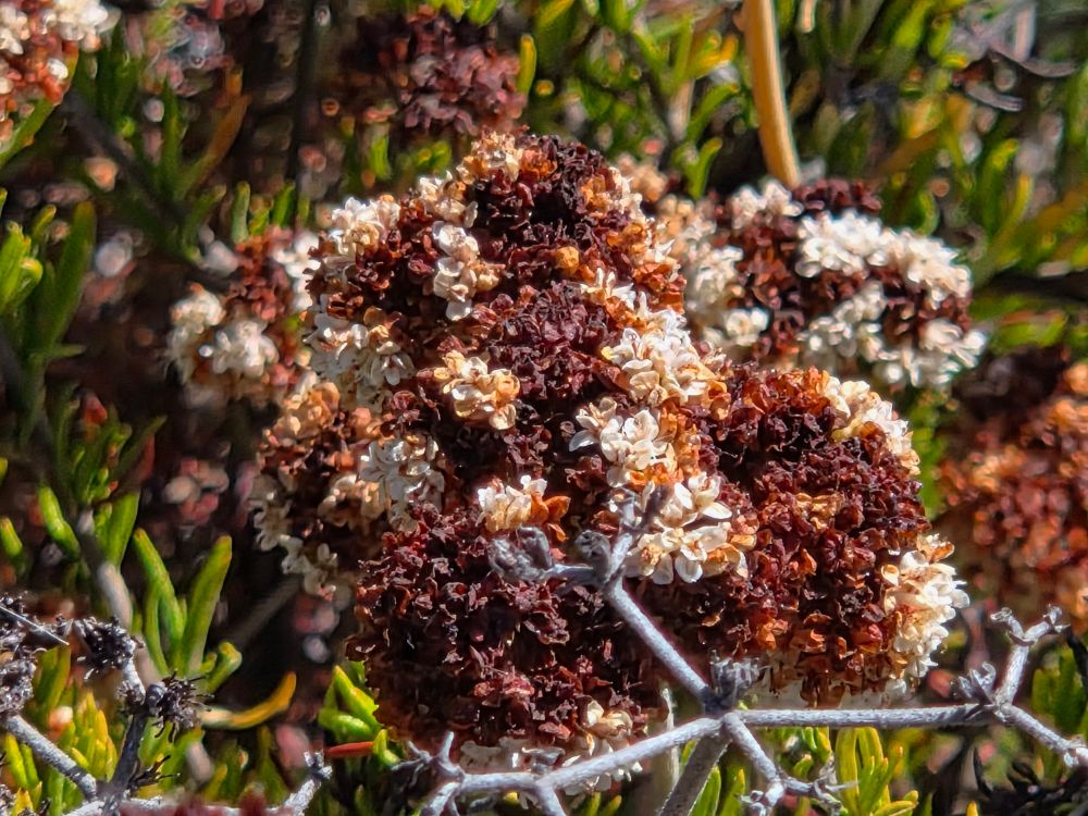 California Buckwheat blooming, Cabrillo National Monument, Point Loma, San Diego, August 31, 2025. More flora and fauna photos: https://www.inaturalist.org/observations?place_id=any&user_id=dgrimmphd&verifiable=any #Flower #Flowers #Nature #Buckwheat #Buckwheats #CaliforniaBuckwheat #CoastalTrail #CabrilloNationalMonument #SanDiego