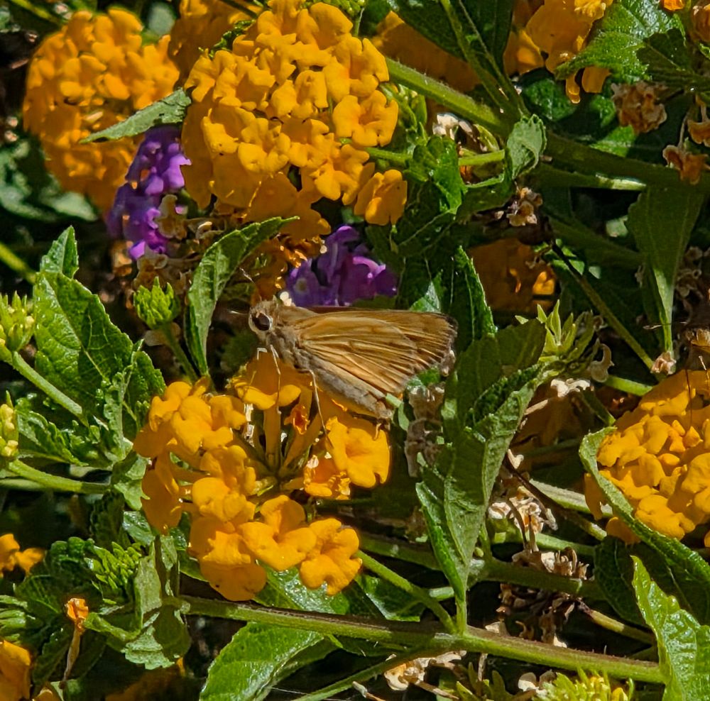 Fiery Skipper, Historic Villa Roma, Palm Springs, July 28, 2025. More flora & fauna photos: https://www.inaturalist.org/observations?place_id=any&user_id=dgrimmphd&verifiable=any #Insect #Insects #Nature #Wildlife #Butterfly #Butterflies #Skipper #Skippers #FierySkipper #PalmSprings