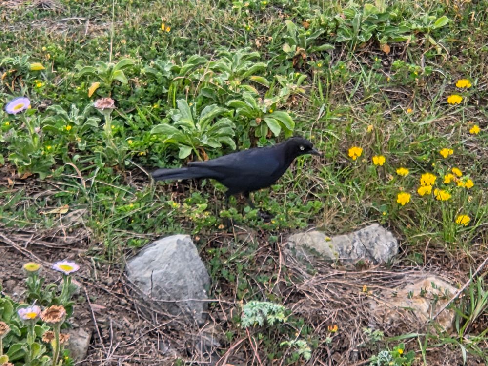Brewer's Blackbird ignoring me, Moonstone Beach Boardwalk, Hearst San Simeon State Park, May 6, 2025 

More flora and fauna photos:

https://www.inaturalist.org/observations?place_id=any&user_id=dgrimmphd&verifiable=any

#Bird
#Birds
#Nature
#Wildlife
#Birdsus
#Blackbird
#Blackbirds
#BrewersBlackbird
#MoonstoneBeachBoardwalk
#HearstSanSimeonStatePark