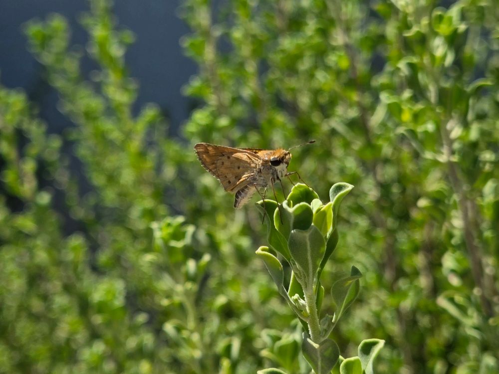 Fiery Skipper, Historic Villa Roma, Palm Springs, July 27, 2025. More flora & fauna photos: https://www.inaturalist.org/observations?place_id=any&user_id=dgrimmphd&verifiable=any #Insect #Insects #Nature #Wildlife #Butterfly #Butterflies #Skipper #Skippers #FierySkipper #PalmSprings