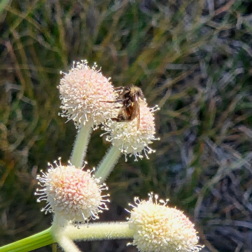 Forest Bumble Bee pollinating a Rangers Buttons, Yosemite National Park, Inyo National Forest, August 9, 2025.

More flora and fauna photos:

https://www.inaturalist.org/observations?place_id=any&user_id=dgrimmphd&verifiable=any

#Insect
#Insects
#Nature
#Wildlife
#Bee
#Bees
#ForestBumbleBee
#InyoNationalForest
#YosemiteNationalPark
