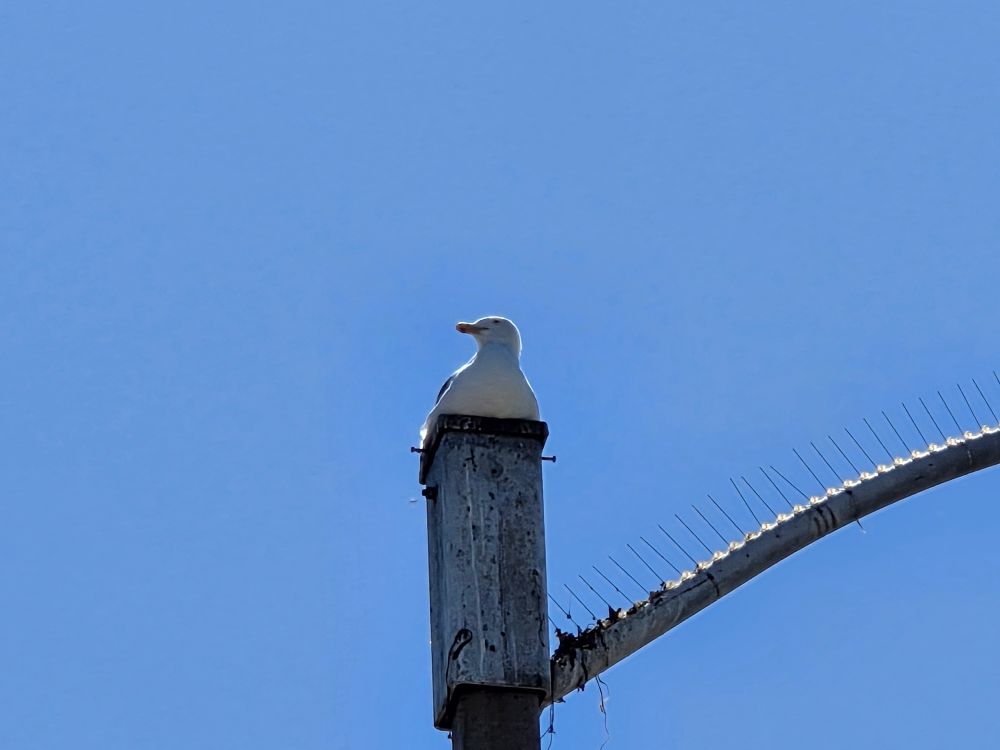 Western Gull, Shelter Island, San Diego, August 31, 2025. More flora and photos: https://www.inaturalist.org/observations?place_id=any&user_id=dgrimmphd&verifiable=any #Bird #Birds #Nature #Wildlife #BirdsUS #Gull #Gulls #WesternGull #ShelterIsland #SanDiego