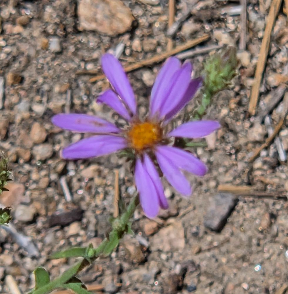 Hoary Tansyaster budding and blooming, Aspen Glen Picnic Area, San Bernardino National Forest, August 7, 2025.

More flora & fauna photos:

https://www.inaturalist.org/observations?place_id=any&user_id=dgrimmphd&verifiable=any

#Flower
#Flowers
#Nature
#Tansyaster
#Tansyasters
#HoaryTansyaster
#AspenGlenPicnicArea
#SanBernardinoNationalForest