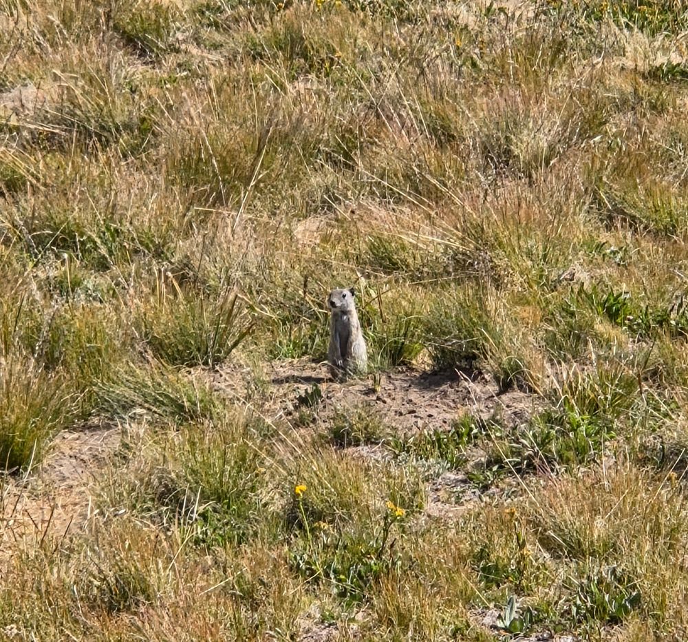 Belding's Ground Squirrel, Yosemite National Park, Inyo National Forest, August 9, 2025.

More flora and fauna photos:

https://www.inaturalist.org/observations?place_id=any&user_id=dgrimmphd&verifiable=any

#Mammal
#Mammals
#Nature
#Wildlife
#Squirrel
#Squirrels
#BeldingsGroundSquirrel
#InyoNationalForest
#YosemiteNationalPark