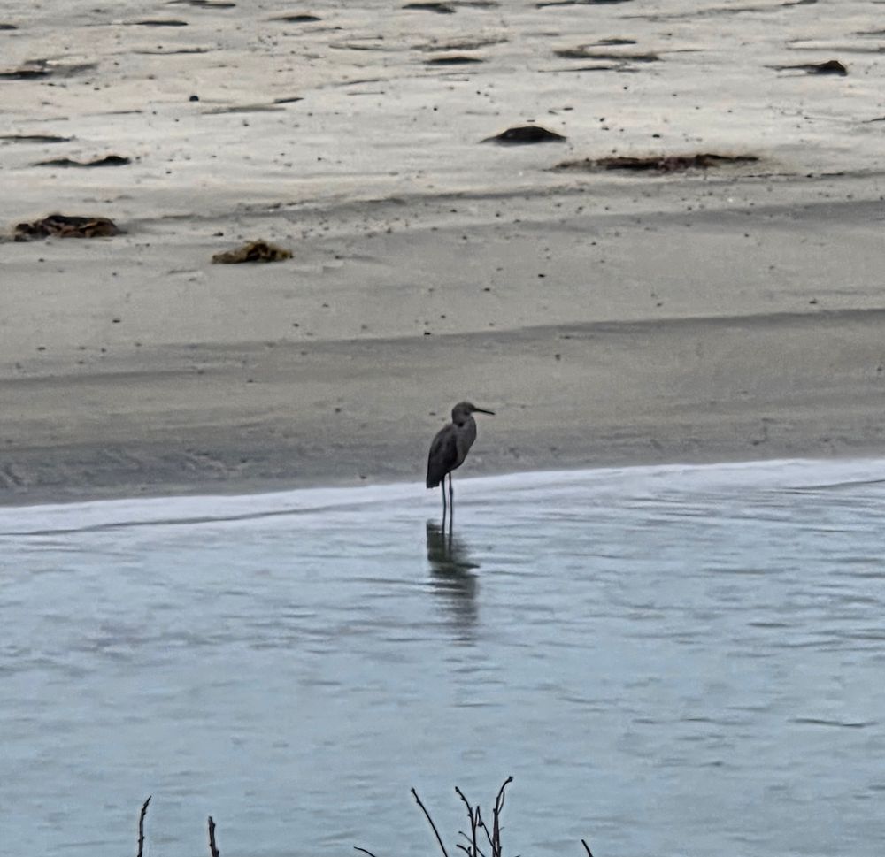 Dickey's Egret, Torrey Preserve, Torrey Pines State Beach, August 28, 2025. More flora and photos: https://www.inaturalist.org/observations?place_id=any&user_id=dgrimmphd&verifiable=any #Bird #Birds #Nature #Wildlife #BirdsUS #Egret #Egrets #DickeysEgret #TorreyPreserve #TorreyPinesStateBeach #TorreyPines #LaJolla