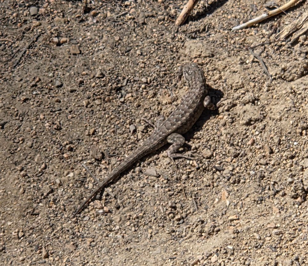 Southern Sagebrush Lizard, Cabin Trail, Big Bear Lake, San Bernardino National Forest, August 7, 2025.

More flora & fauna photos:

https://www.inaturalist.org/observations?place_id=any&user_id=dgrimmphd&verifiable=any

#Reptile
#Reptiles
#Nature
#Wildlife
#Lizard
#Lizards
#SouthernSagebrushLizard
#SanBernardinoNationalForest
#SanBernardinoMountains